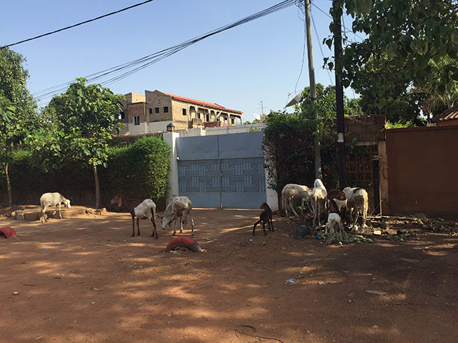 「アフリカの洗礼」ということで