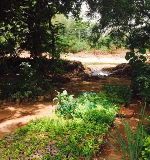 な、なんと！ワニがいると！