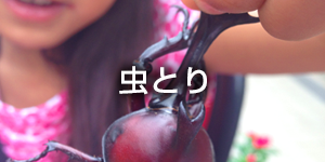 虫とり